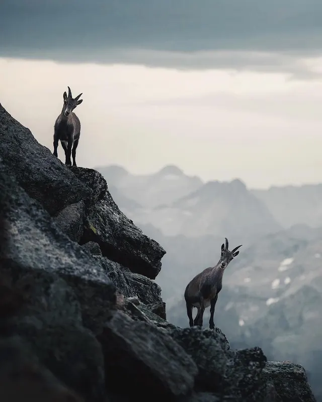 Mountain goats on misty alpine peaks, photographic, minimalist, cool