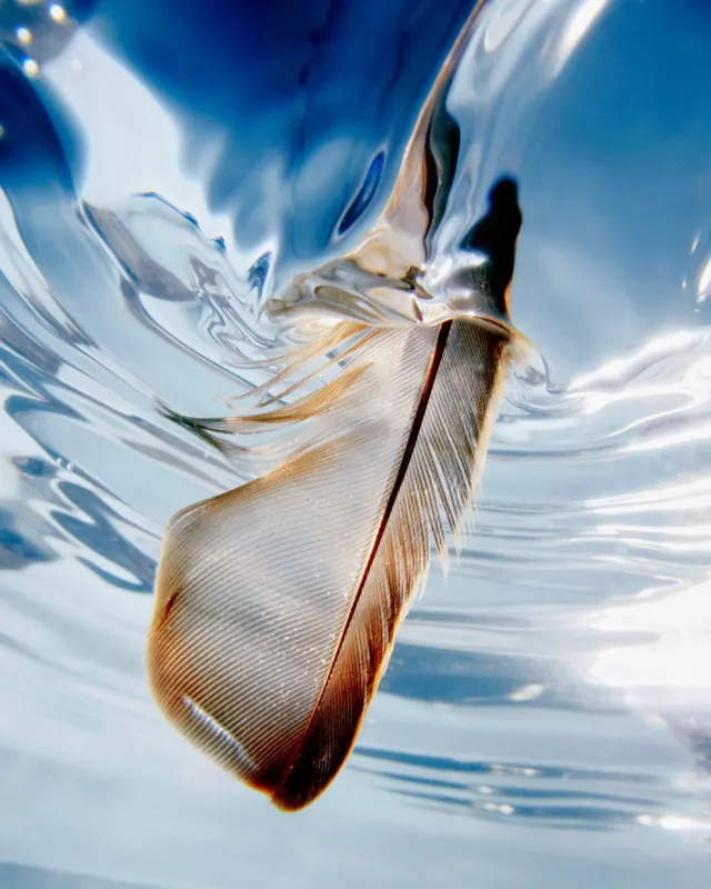 Feather Underwater
