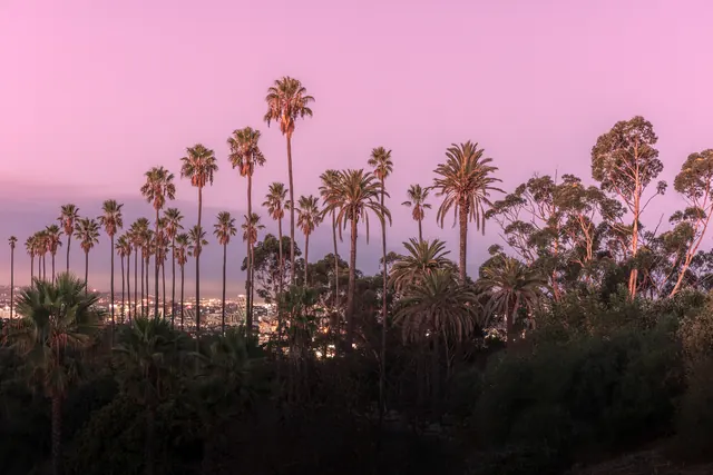 Pink Sunset Palm Trees