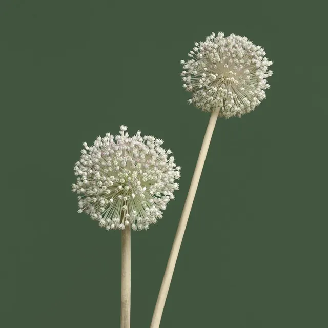 White Allium Flowers on Dark Green