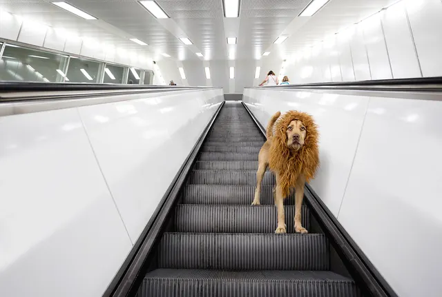 Dog on Escalator