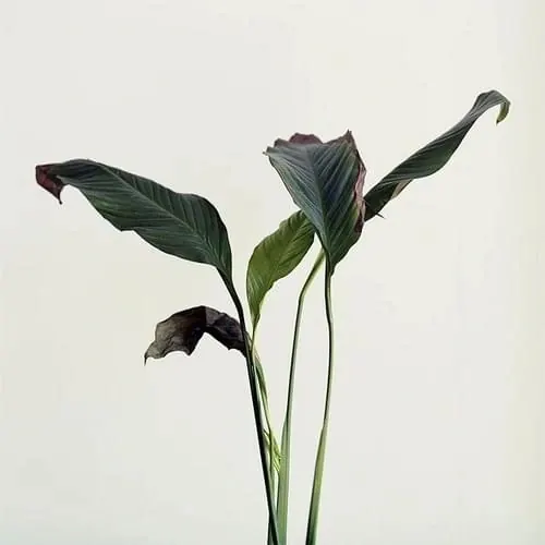 Dark Leaf Botanical Study