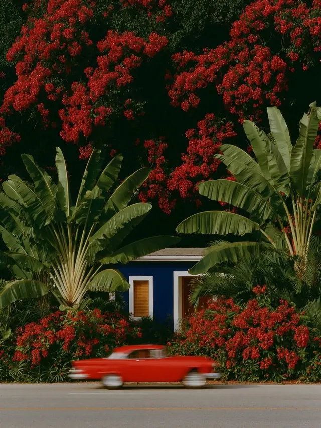 Tropical Garden with Red Flowers and Classic Car