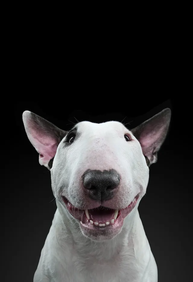 Expressive Dog Portrait Against Dark Background, photographic, playful, dark