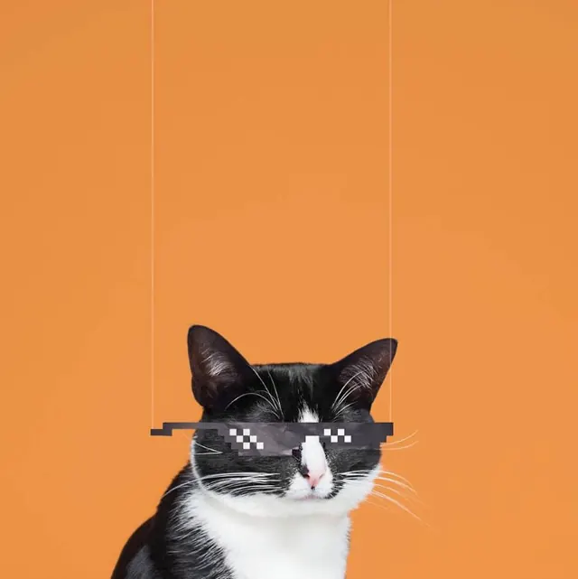 Cat with pixelated sunglasses on orange background, photographic, playful, vibrant