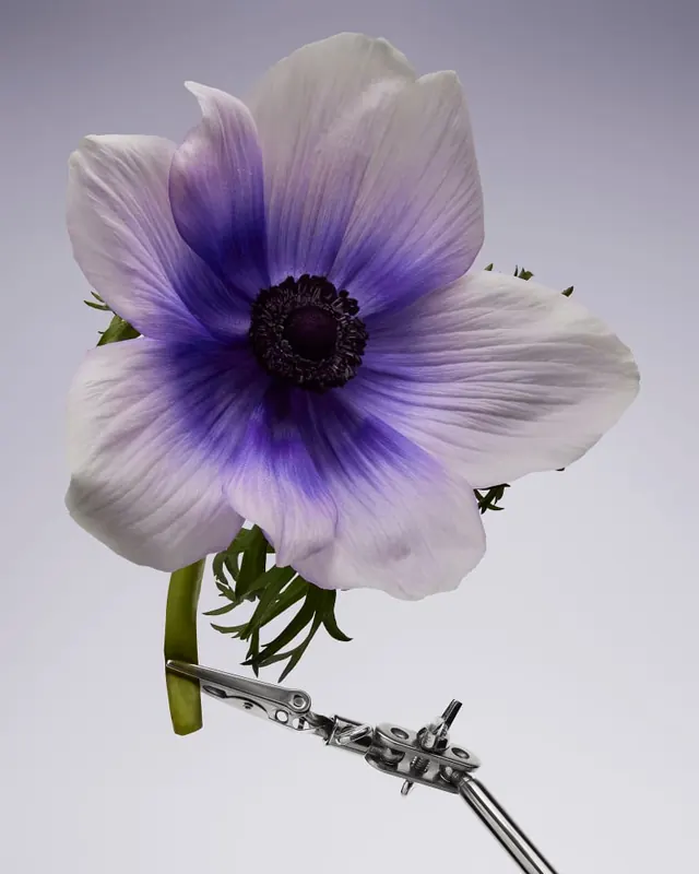 White anemone flower with purple center detail, photographic, organic, light