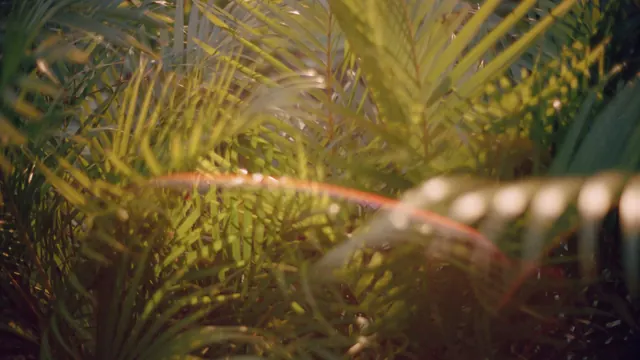 Soft-focus nature macro with warm bokeh, photographic, organic, warm