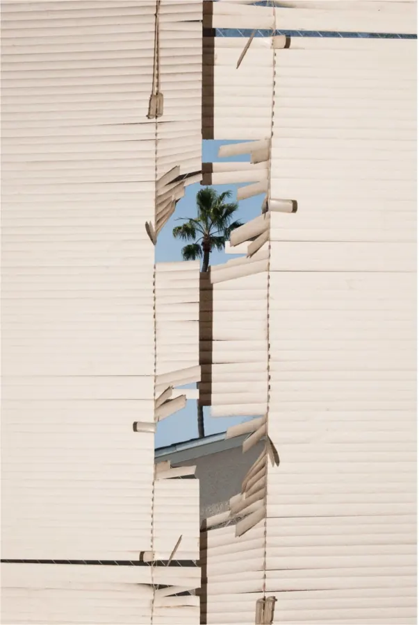 Torn blinds framing a palm, photographic, minimal, light
