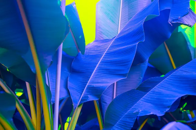 Neon blue tropical leaf photograph, photographic, abstract, vibrant