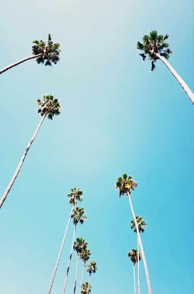 Palm trees against blue sky worm's-eye, photographic, minimal, cool