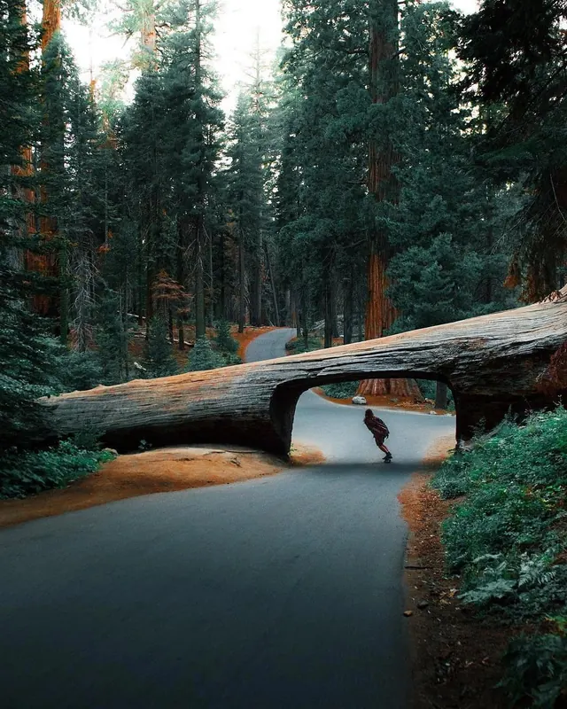 Fallen redwood tunnel landscape photography, photographic, organic, cool