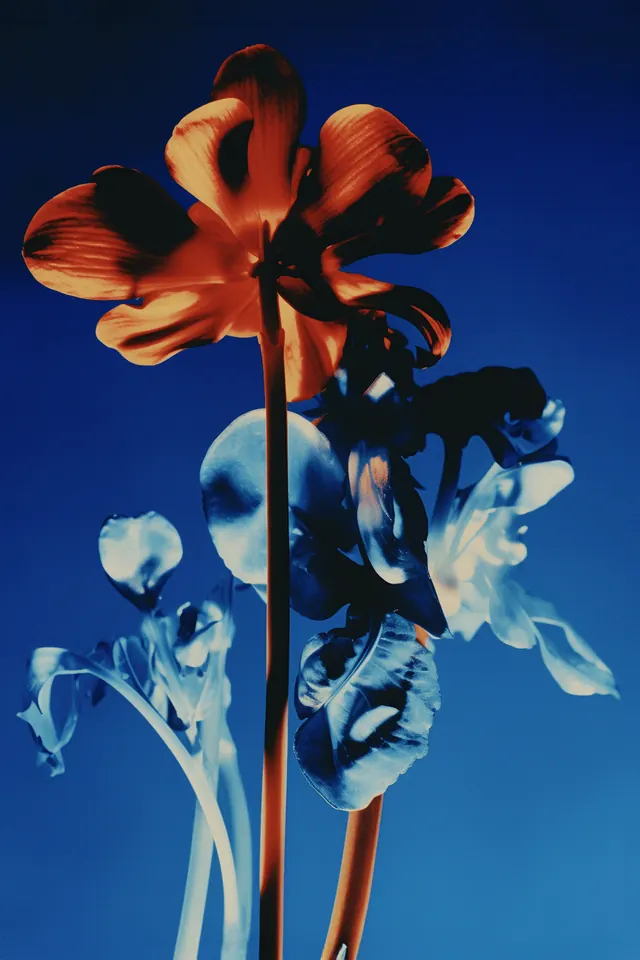 Floral still life with bold color contrast, photographic, vibrant, vibrant