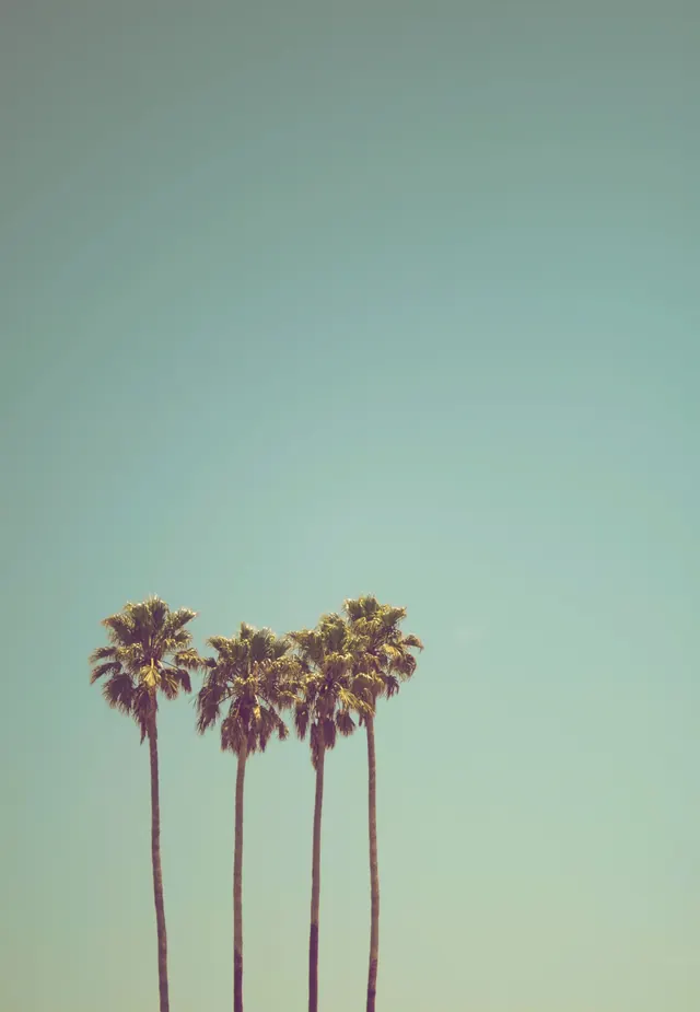 Palm Trees Against Pale Sky