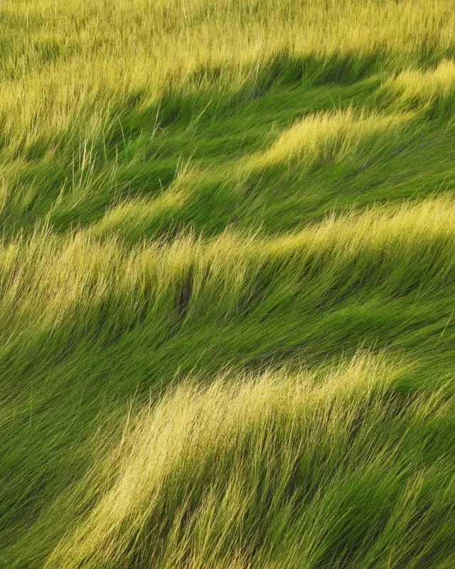 Grassy Field Landscape