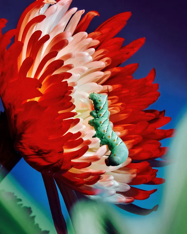 Caterpillar on vibrant red multi-layered flower, photographic, macro, vibrant