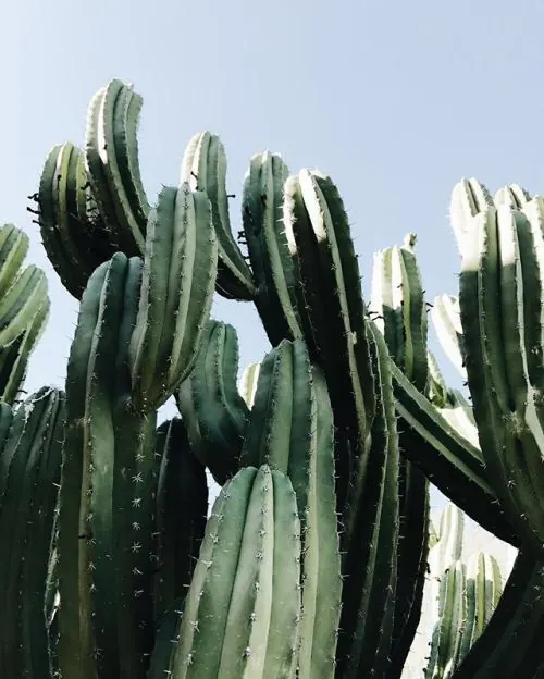 Columnar cactus against clear blue sky, photographic, botanical, cool