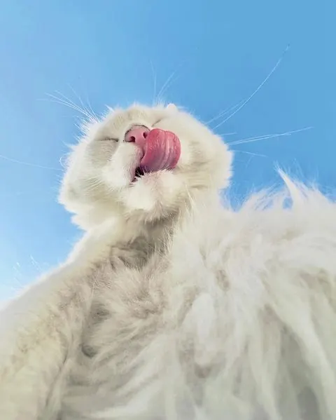 White cat yawning against blue sky, photographic, playful, light