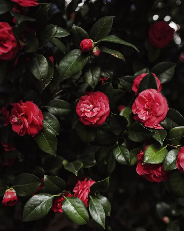 Red Rose Bush Close-up