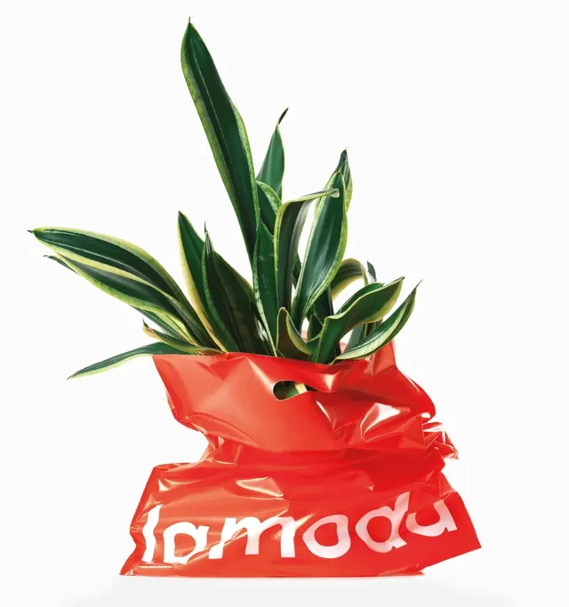 Lamoda snake plant in red bag, minimal, photographic, light