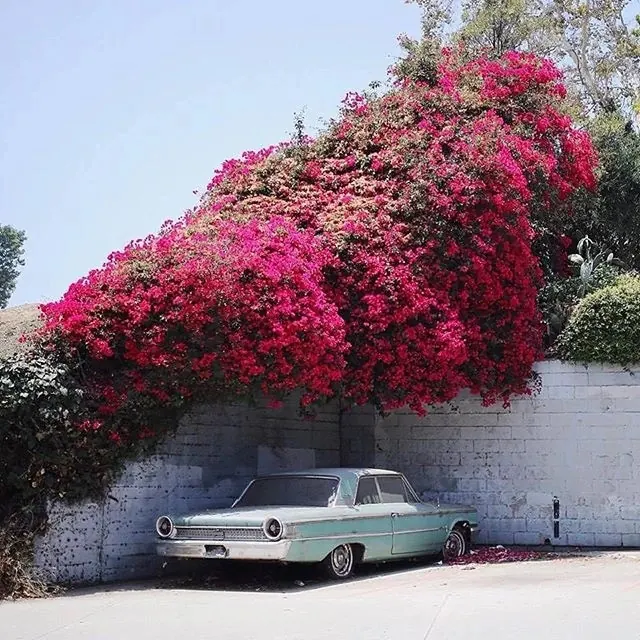 Vintage car under cascading bougainvillea, photographic, light