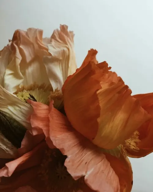 Macro photograph of ruffled poppies, organic, photographic, warm