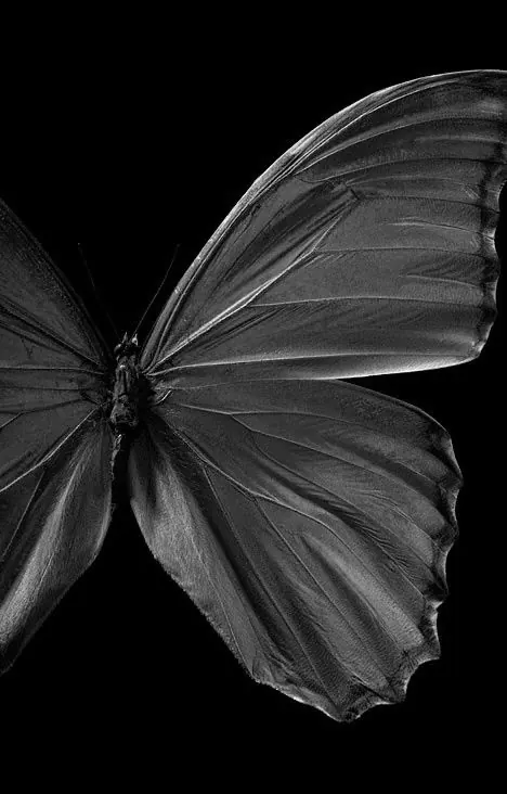 Macro black and white butterfly wing, photographic, minimal, dark