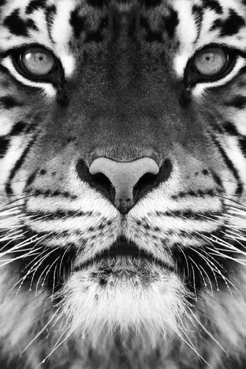 Black and White Tiger Portrait