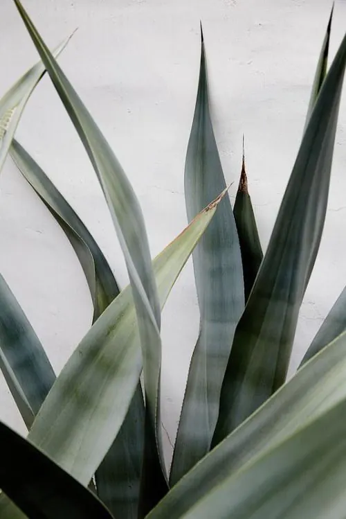 Snake Plant Macro