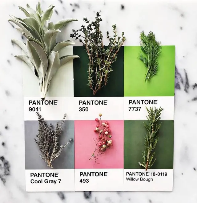 Pantone herb and plant color swatch flat lay, minimal, flat, muted