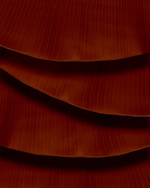 Overlapping deep red palm fronds macro, photographic, organic, dark