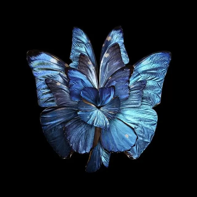 Blue butterfly symmetry study, photographic, geometric, dark