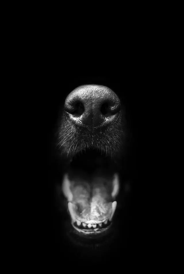 Dog nose and mouth close-up portrait, dark-mode, monochrome, dark