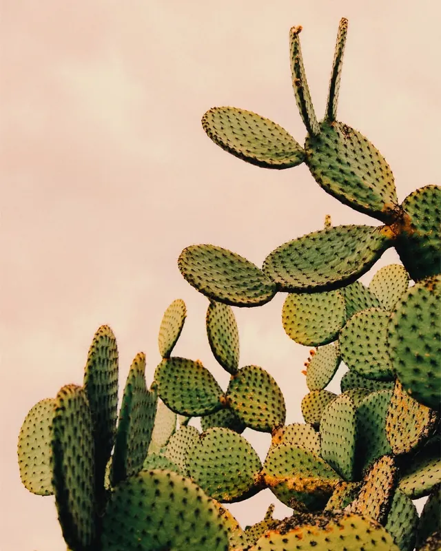 Prickly pear cactus botanical macro photography, photographic, organic, warm