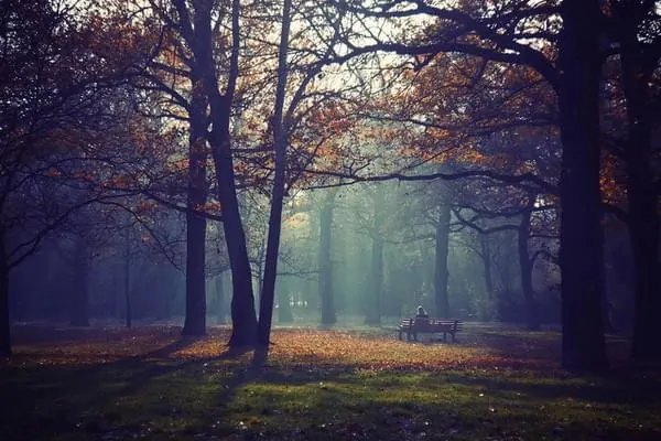 Misty autumn forest with park bench, photographic, moody, dark