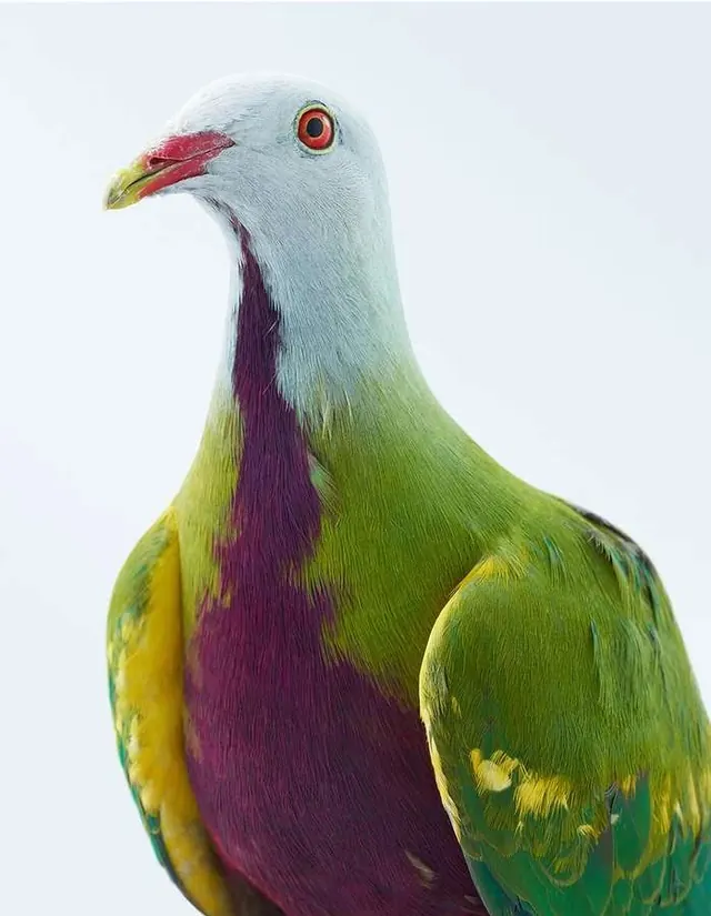 Colorful pigeon portrait, photographic, organic, vibrant