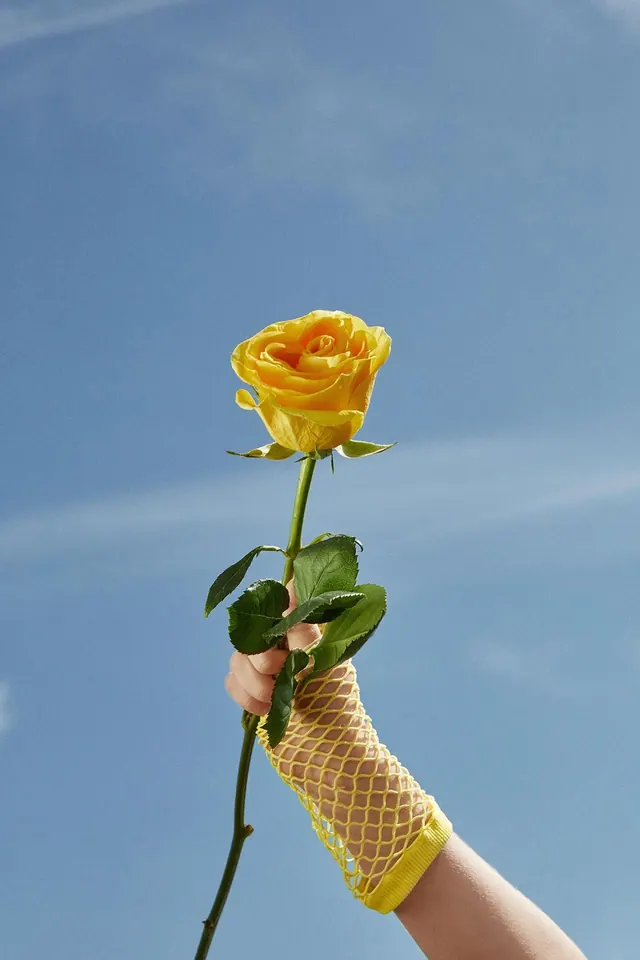 Yellow rose in knit glove against sky, photographic, minimal, warm