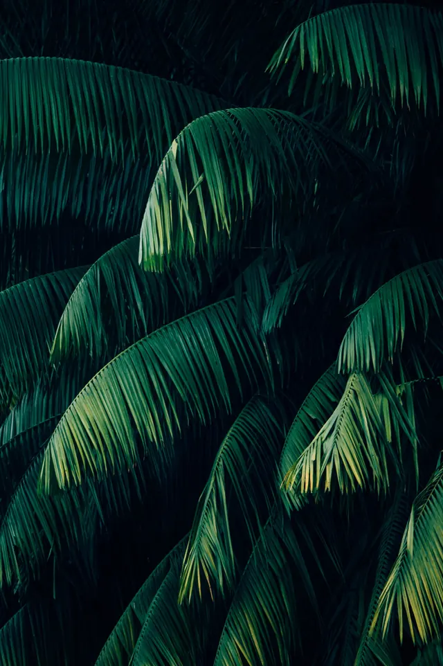 Layered palm fronds tropical study, photographic, organic, dark