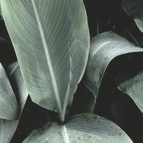 Close-up botanical study of foliage, photographic, organic, cool