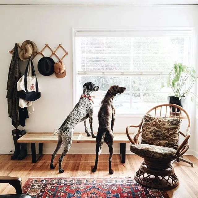 Interior styling with dogs and natural light, photographic, editorial, light