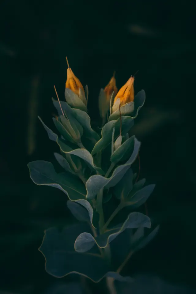 Moody botanical close-up with yellow buds, photographic, organic, dark
