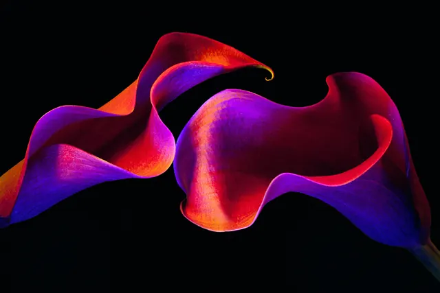 Psychedelic neon calla lily macro, photographic, dark