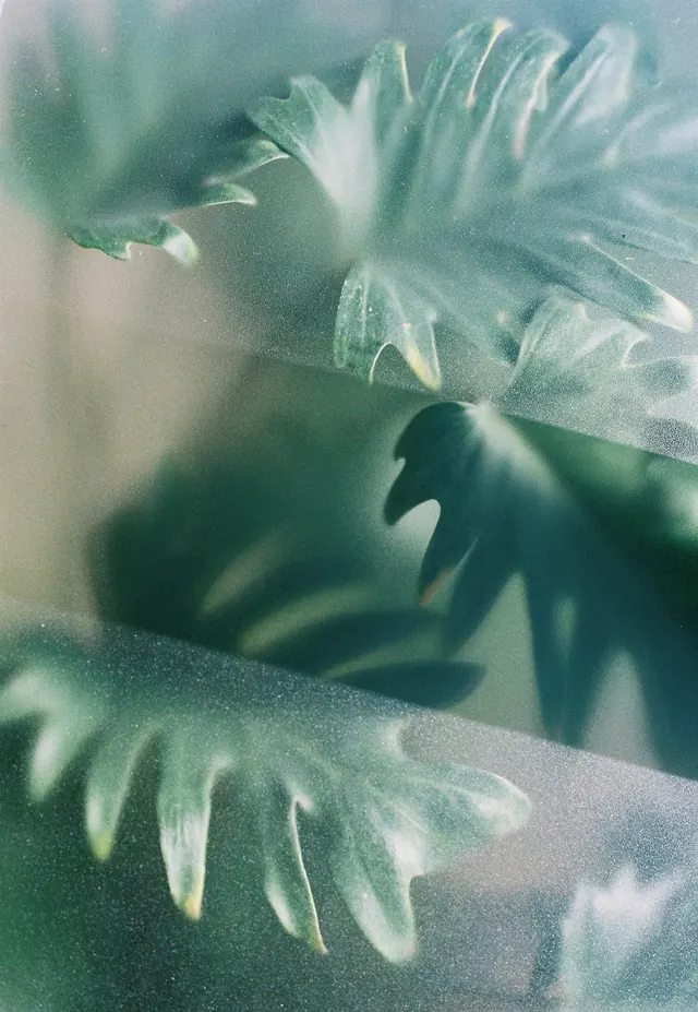 Soft-focus botanical study, photographic, organic, muted