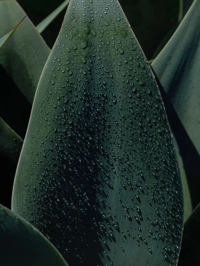Macro photograph of dew-covered agave leaf, photographic, organic, cool