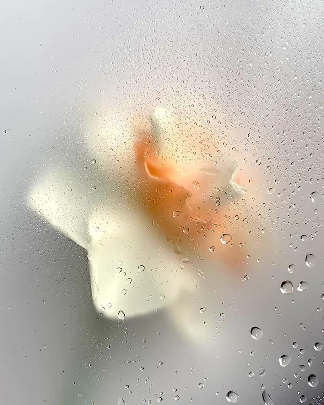 Backlit flower with water droplets, photographic, organic, warm