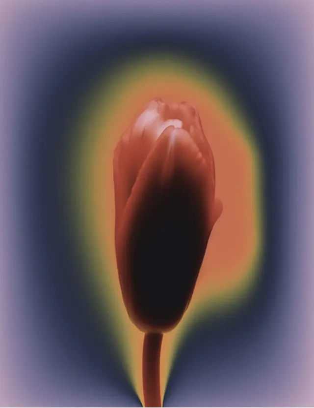 Floral macro photography with gradient light and shadow, photographic, abstract, warm