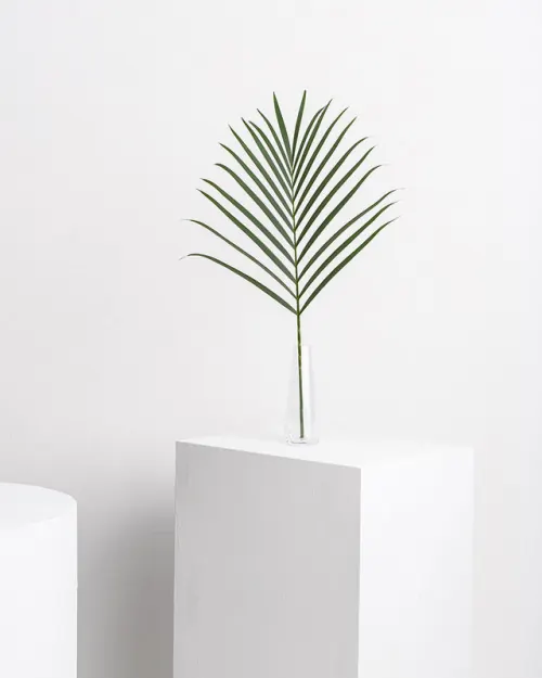 Palm frond minimalist still life, minimal, photographic, light