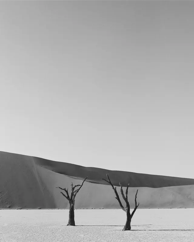 Dead trees in white salt pan landscape, minimalist, monochrome, monochrome