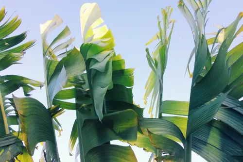 Corn plants with sky backdrop, photographic, organic, vibrant