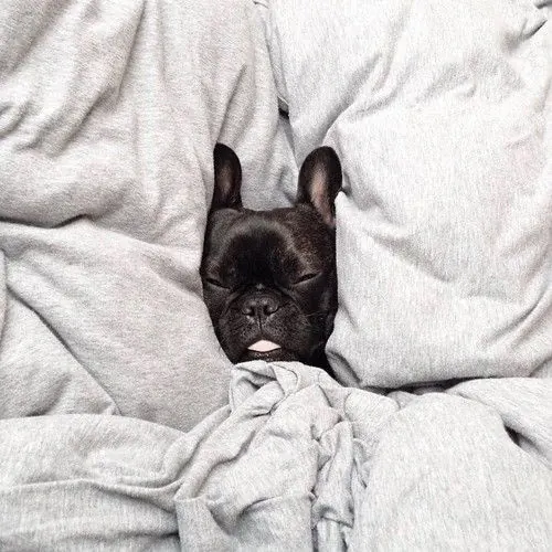 French bulldog sleeping in bed, photographic, light