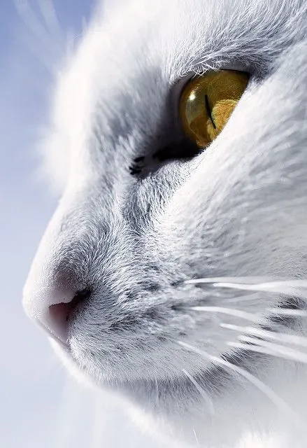 White cat eye close-up, photographic, minimal, light